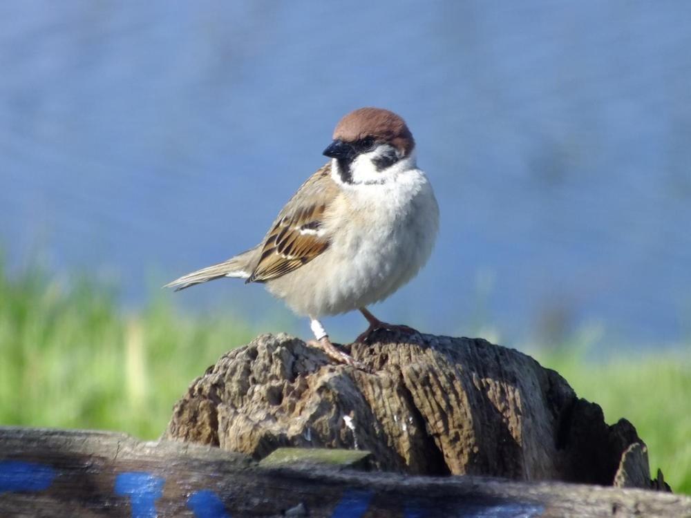 Shelduck Cottage Mainsriddle Exterior foto